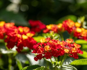 La lantana es una planta ornamental muy elegida por su resistencia, su larga floración y su capacidad para atraer mariposas al jardín. La lantana es una planta ornamental muy elegida por su resistencia, su larga floración y su capacidad para atraer mariposas al jardín.