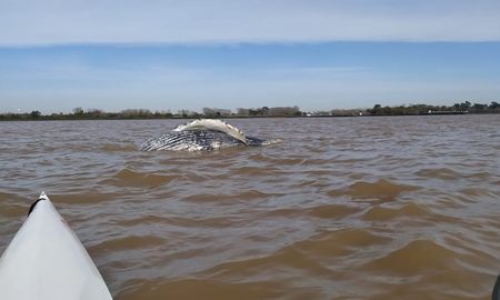 Hallaron a una ballena jorobada muerta en el Río de la Plata Hallaron a una ballena jorobada muerta en el Río de la Plata