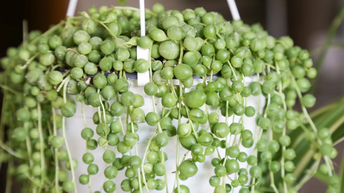 La Suculenta Rosario requiere un sustrato muy poroso y riegos mínimos para mantener sus perlas turgentes y brillantes.