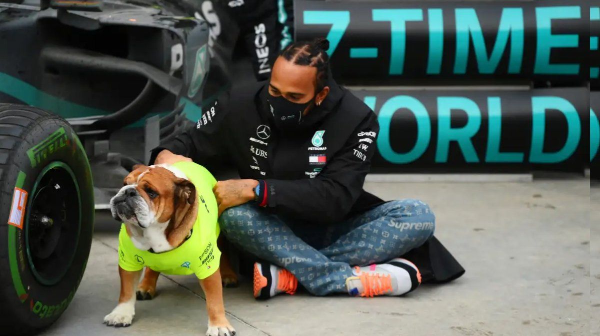 Insólito: Lewis Hamilton podría terminar en la cárcel por volver vegano a su perro