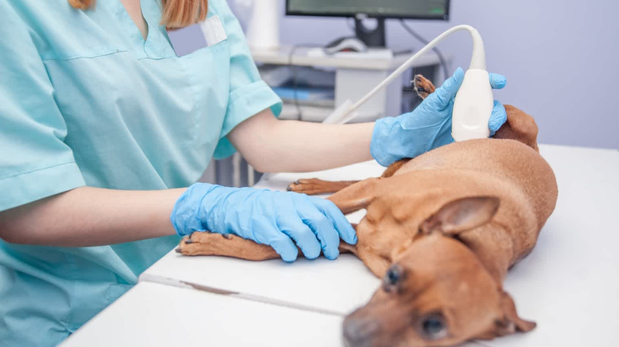 La ecografía: cómo puede ayudar a prevenir enfermedades en tu mascota