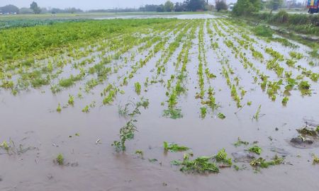 lluvias complican al cinturon horticola santafesino: anegamientos y perdidas para los quinteros lluvias complican al cinturon horticola santafesino: anegamientos y perdidas para los quinteros