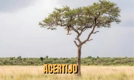 descubri al leopardo oculto en este acertijo visual: pocos lo logran descubri al leopardo oculto en este acertijo visual: pocos lo logran