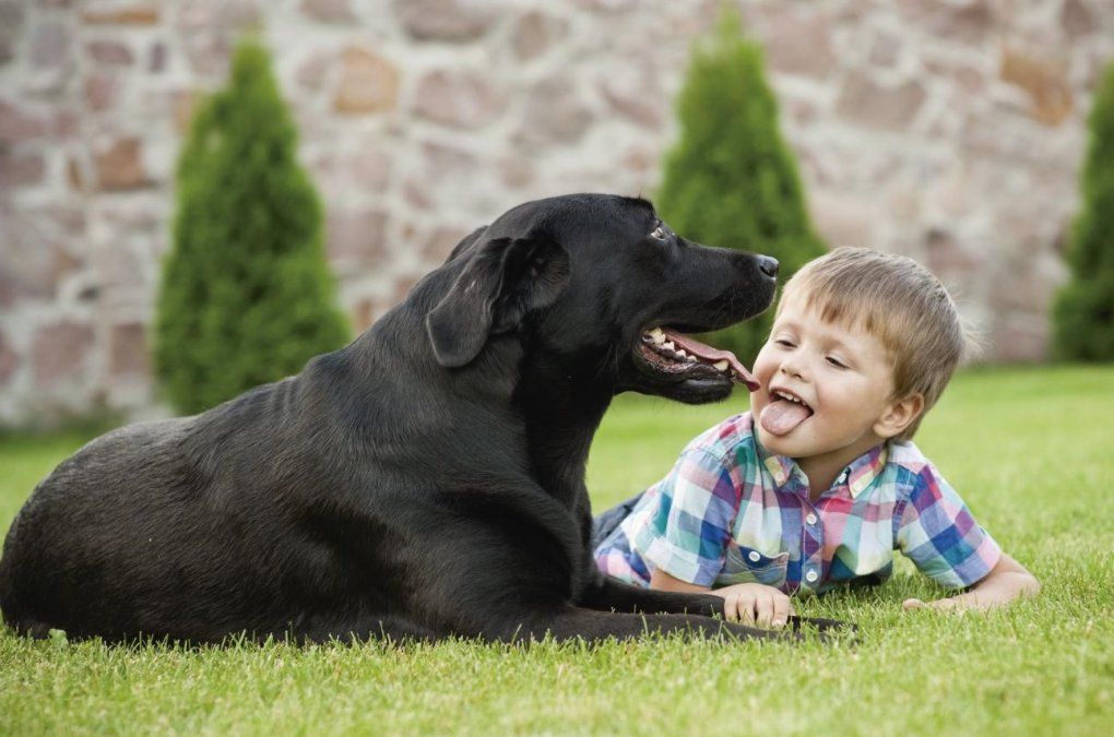 Suele creerse que los perros golden retriever o los de raza conocida como 