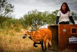 Junto a un gato montés y decenas de aves silvestres, el aguará guazú regresó a su hábitat natural como parte de una política de conservación que ya permitió reinsertar más de 900 animales durante 2026. Junto a un gato montés y decenas de aves silvestres, el aguará guazú regresó a su hábitat natural como parte de una política de conservación que ya permitió reinsertar más de 900 animales durante 2026.