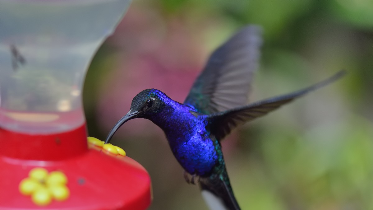 Introducir Imagen Que Significa Cuando Ves Un Colibri Viaterra Mx