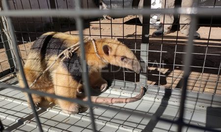 El oso melero es también conocido como oso hormiguero. Suele estar en zonas cercanas a arroyos o ríos. El oso melero es también conocido como oso hormiguero. Suele estar en zonas cercanas a arroyos o ríos.