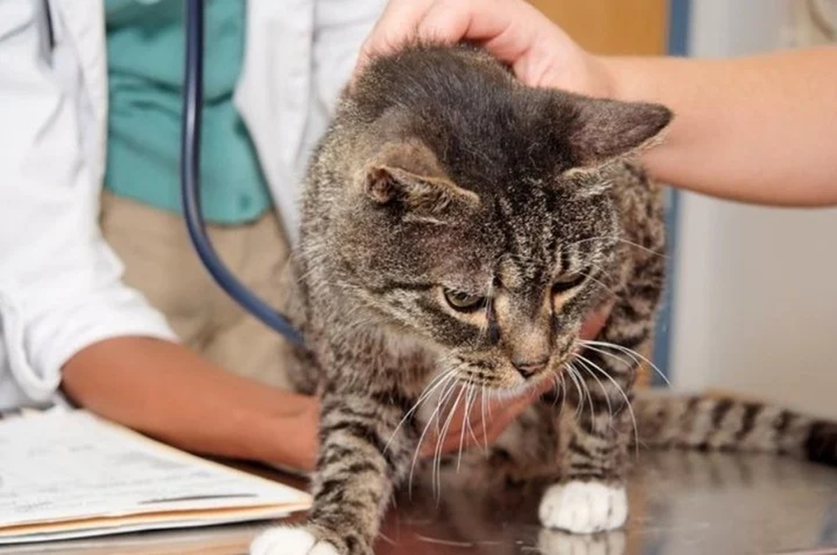 Su jefe le dijo que los gatos son animales y que no estaba permitido pedir tiempo libre a menos que se tratara de la muerte de un ser humano.