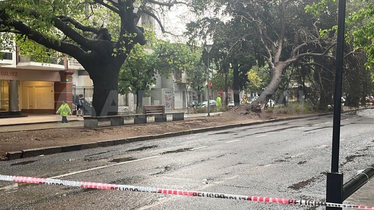 La circulación del transito quedó interrumpida a raíz de la caída.