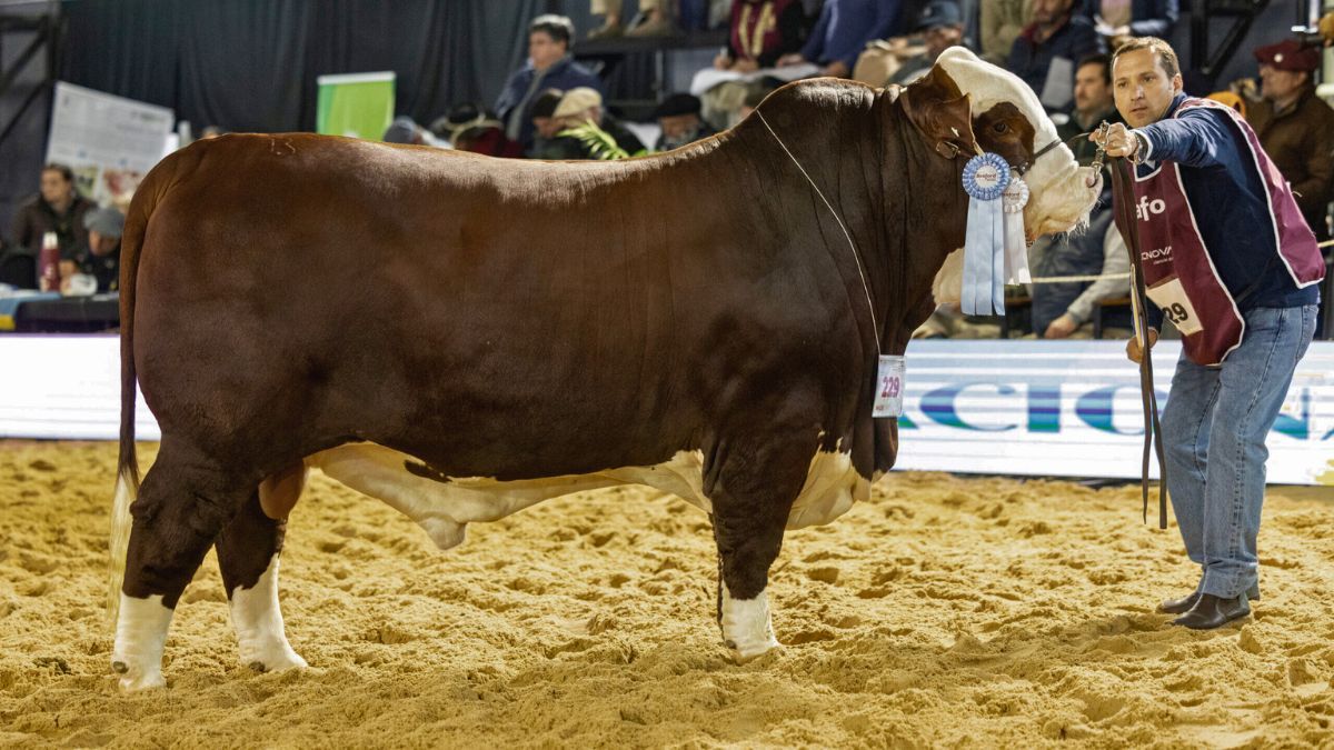 Las activiades incluyen la 22° Exposición Nacional Braford y la 13° del Ternero Braford