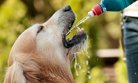6 líquidos que tu perro no puede beber y 3 que sí 6 líquidos que tu perro no puede beber y 3 que sí