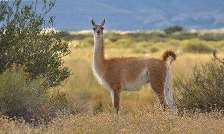 Guanaco sureño. Guanaco sureño.