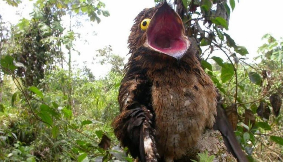Un pájaro fantasma apareció en una ciudad de Salta y su leyenda vaticina lo peor para Argentina