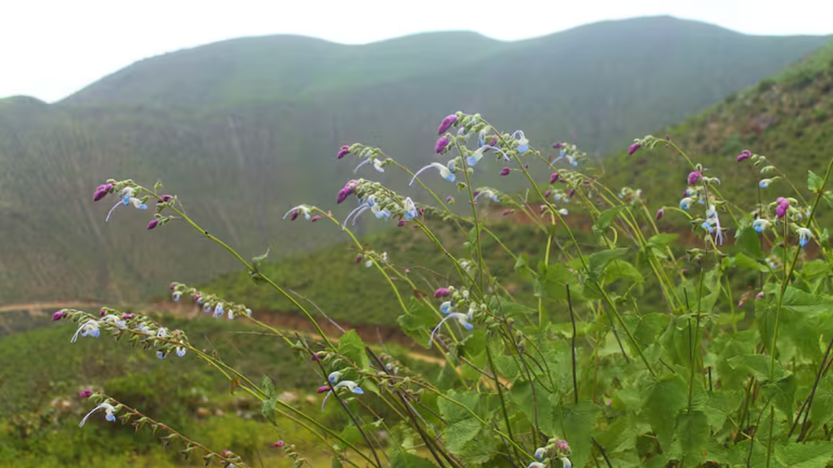 Científicos descubrieron una nueva planta en la cordillera de los Andes y la bautizaron como Salvia messii en homenaje al capitán de la Selección Argentina.