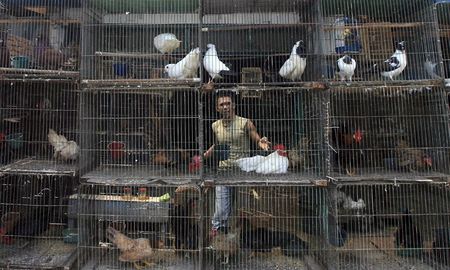 Mercado de animales en Asia. Mercado de animales en Asia.