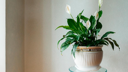 El Spathiphyllum es un género de plantas con flores de la familia Araceae. Es originario de México, América tropical, Malasia y oeste del Pacífico.