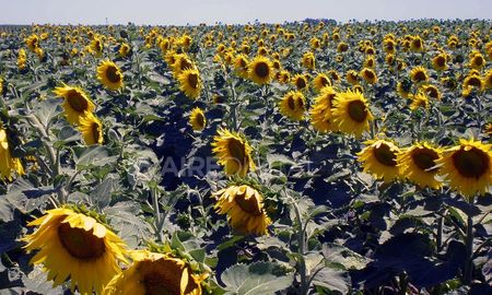 La iniciativa se sustenta en la ley provincial 3159-T, por la que se creó el “Sistema Integrado de Seguros Agropecuarios y el Fondo de Sustentabilidad Agropecuaria”. La iniciativa se sustenta en la ley provincial 3159-T, por la que se creó el “Sistema Integrado de Seguros Agropecuarios y el Fondo de Sustentabilidad Agropecuaria”.