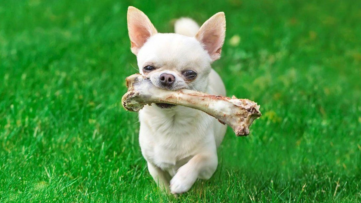 Los huesos pueden llegar a provocar lesiones en la boca, dientes rotos, hemorragias graves en el recto o incluso pueden quedarse atrapados en el estómago.