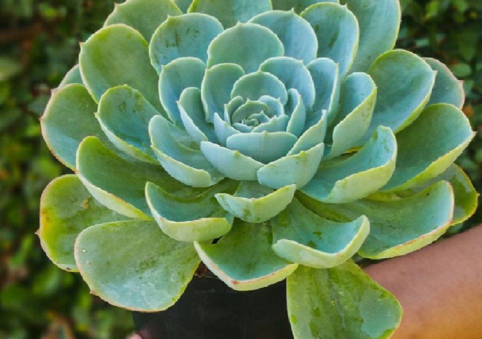 Truco natural y sencillo para eliminar plagas de tus suculentas