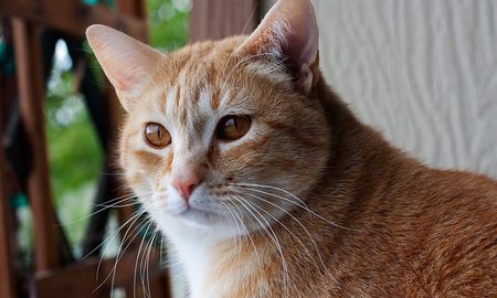 El significado de soñar con gatos. El significado de soñar con gatos.