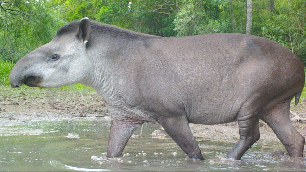 El tapir es otro de los animales típicos del