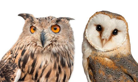 Qué diferencia hay entre un búho y una lechuza Qué diferencia hay entre un búho y una lechuza
