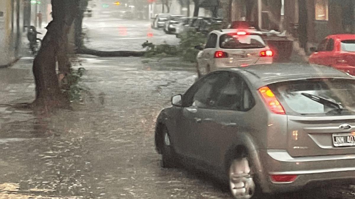 En la ciudad de Rosario, la lluvia vino acompañada por fuertes vientos que ocasionaron caídas de árboles.