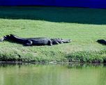 video viral: dos cocodrilos pelean en un campo de golf video viral: dos cocodrilos pelean en un campo de golf