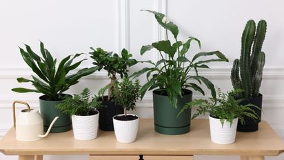 Las 5 plantas de interior que atraen armonía y equilibran la energía del hogar