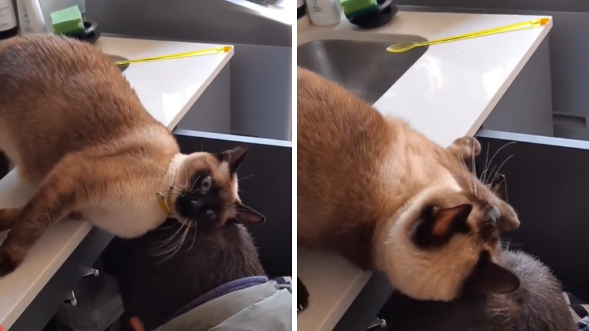 Su gata quedó enamorada del plomero y su reacción emociono a todos