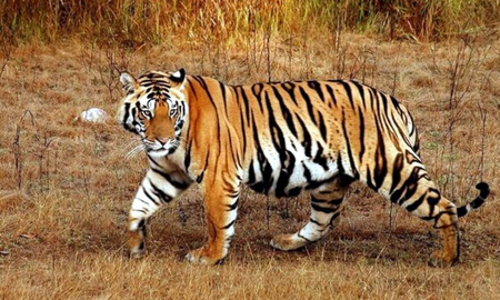 Áspero video: Tigre de Bengala inicia cacería de personas en un pueblo Áspero video: Tigre de Bengala inicia cacería de personas en un pueblo