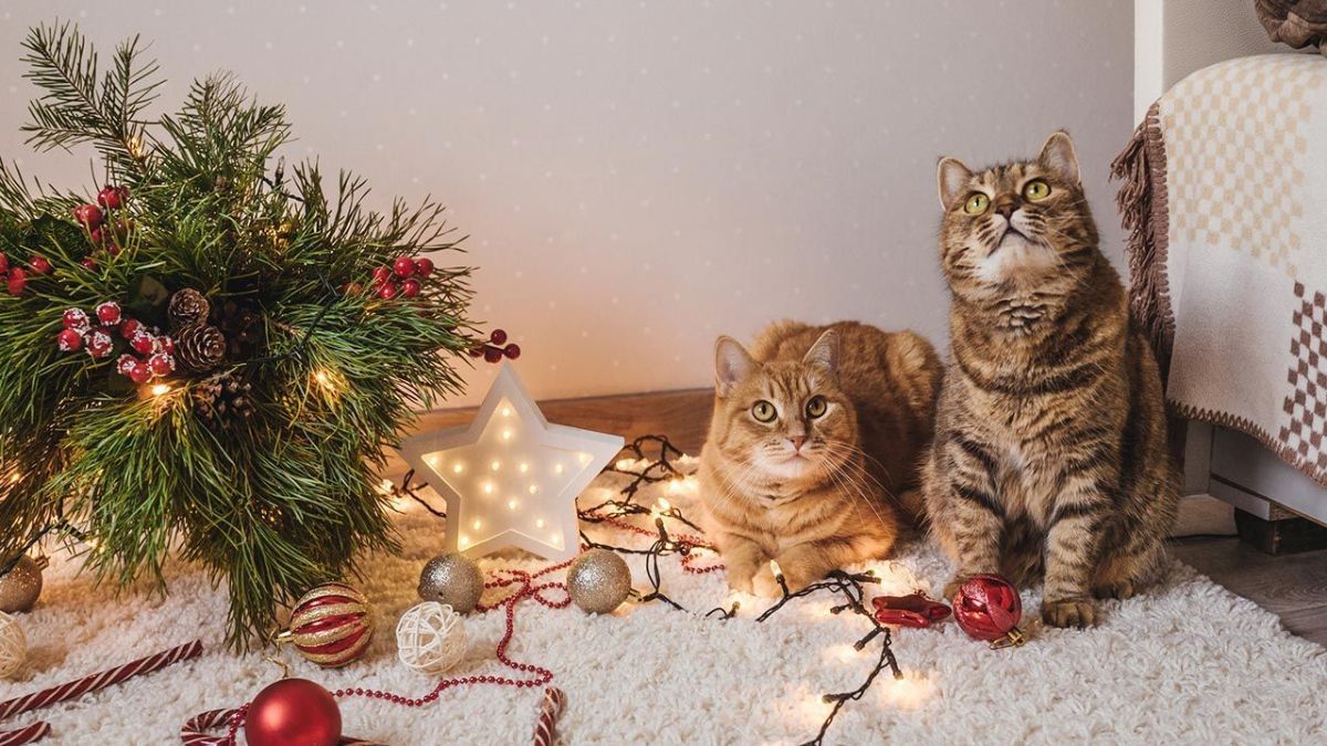 Se acerca la Navidad y los gatos están ansiosos.&nbsp;