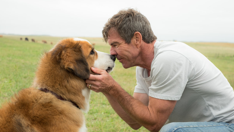 9 conductas que dañan profundamente a tu perro